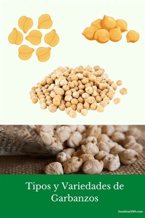 Ilustración de garbanzos y sus variedades