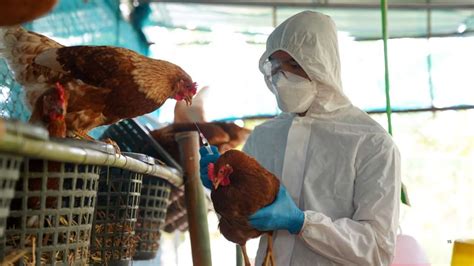 Granja de pollos afectados por gripe aviar
