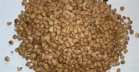 Semillas de berenjena secándose en un tamiz