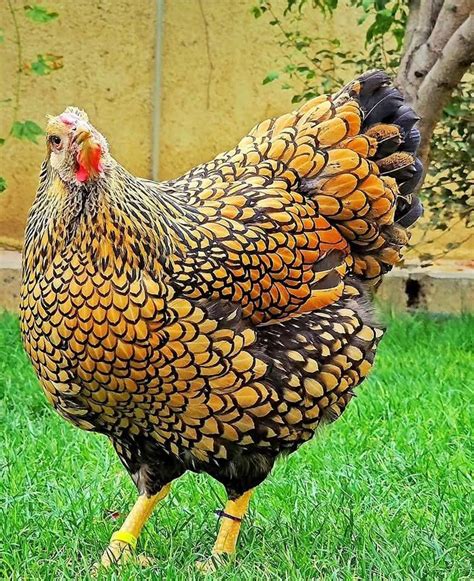 Variedad de colores de gallinas Wyandotte