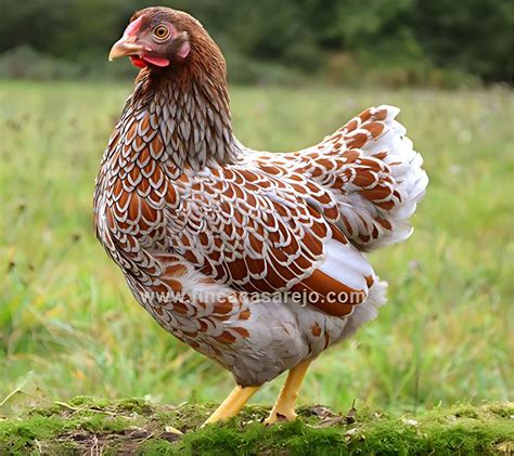 Gallina Wyandotte macho