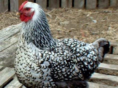 Gallina Wyandotte hembra