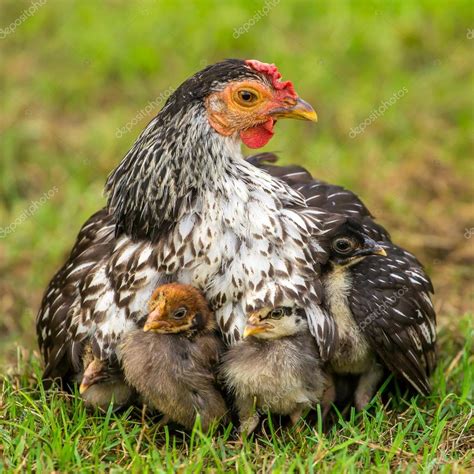Gallina Wyandotte con sus polluelos