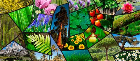 Mapa de la diversidad vegetal global