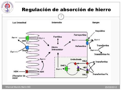 Esquema de la absorción del hierro en presencia de vinagre