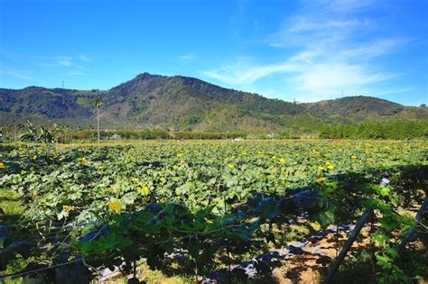 Plantación de luffa