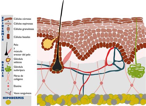 Ilustración de células de la piel siendo exfoliadas y renovadas