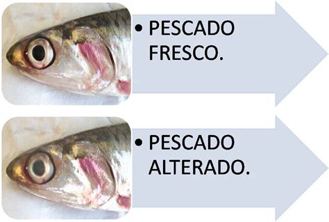 Ojos y agallas de un pescado fresco