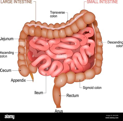 Composición del intestino humano