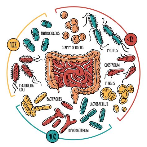 Infografía sobre la flora intestinal