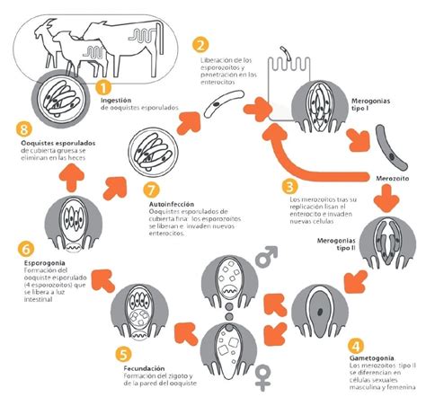 Esquema del ciclo biológico del Cryptosporidium parvum en el tracto gastrointestinal del ternero