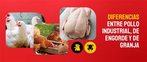 Diferencias visuales entre pollo de granja industrial y pollo campero