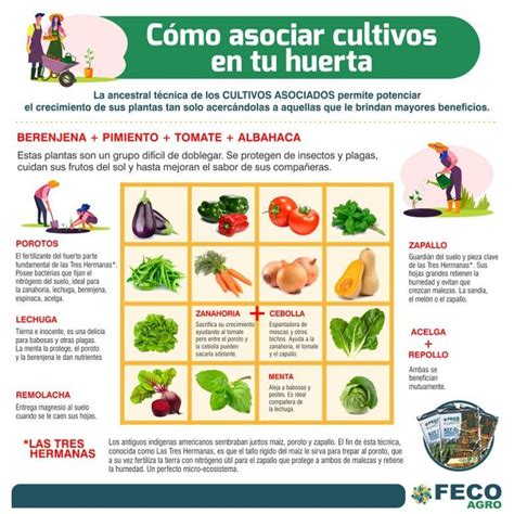 Infografía con ejemplos visuales de asociaciones de cultivos beneficiosas y perjudiciales