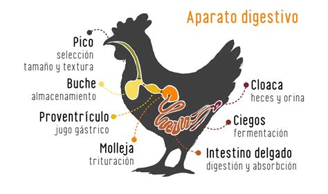 Diagrama del sistema digestivo de una gallina y puntos de posible contaminación del huevo