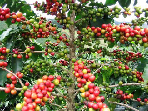Planta de café Robusta en su entorno natural