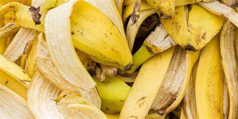 Esquema de las aplicaciones de la cáscara de plátano