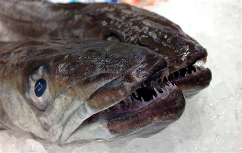 Merluza fresca en la pescadería