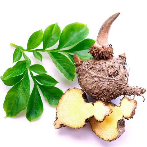 Planta de Konjac con su raíz