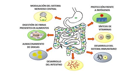 Microbiota intestinal y sus funciones en el cuerpo humano