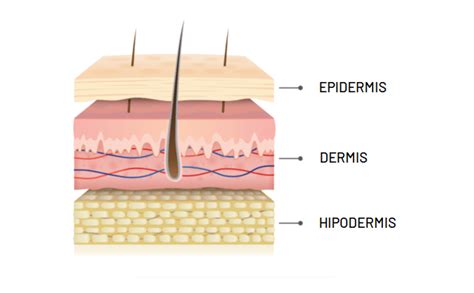 Ilustración de la piel mostrando las capas epidermis, dermis e hipodermis