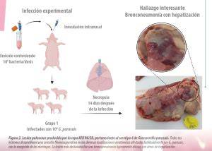 Diagrama de flujo de la transmisión de Haemophilus parasuis en una granja porcina