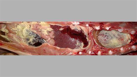 Necropsia de un cerdo mostrando poliserositis fibrinosa