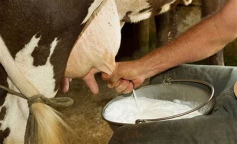 Vaca extrayendo leche cruda