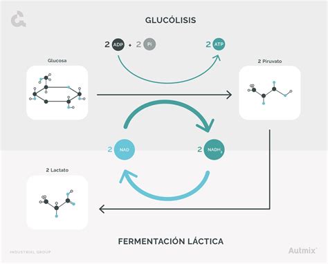 Gráfico de la producción de ácido láctico y consumo de azúcares durante la fermentación de melaza