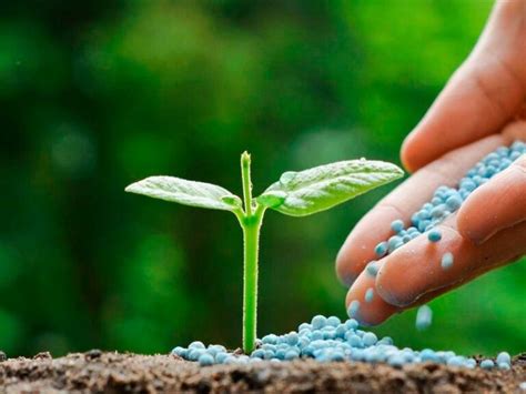 Aplicación de fertilizante orgánico-mineral en plantas de huerto