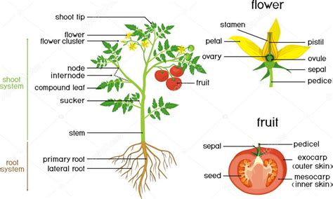 Esquema de la planta de tomate cherry con sus partes