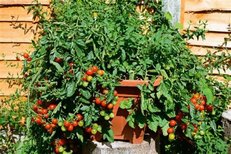 Huerto urbano con macetas de tomates cherry