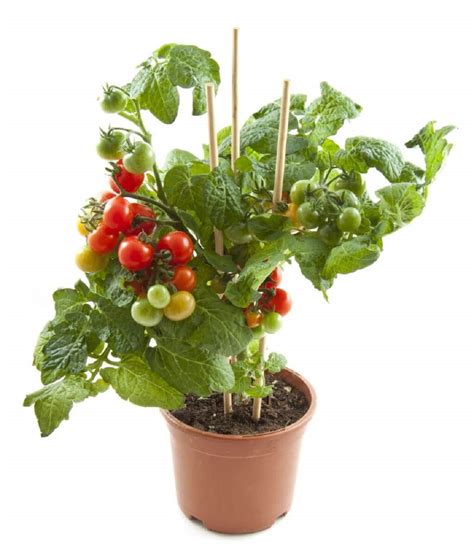Maceta con tomate cherry y tutor de madera