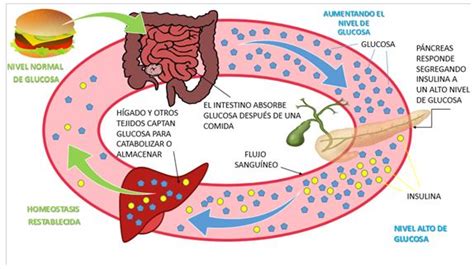 Ilustración del ciclo de la glucosa en el cuerpo