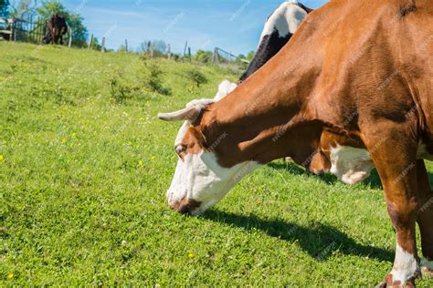 Campo asturiano y vacas pastando