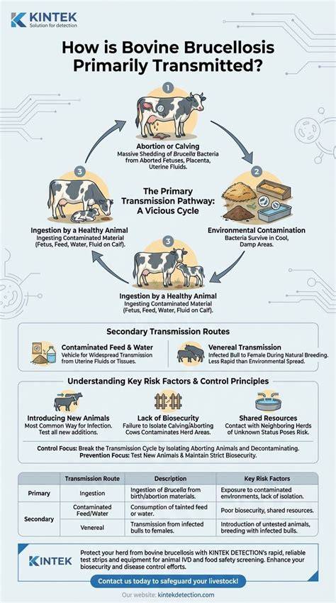 Representación gráfica de las vías de transmisión de la brucelosis