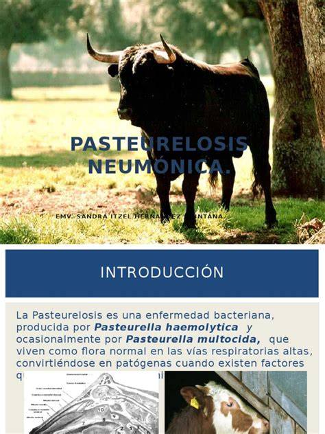 Diagrama de la compleja etiología de la pasteurelosis neumónica