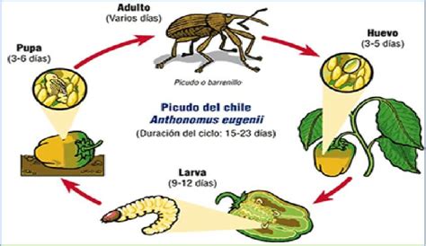 Ciclo biológico del picudo del chile