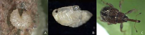Estados de desarrollo del picudo del chile en pimiento: larva, pupa y escarabajo adulto