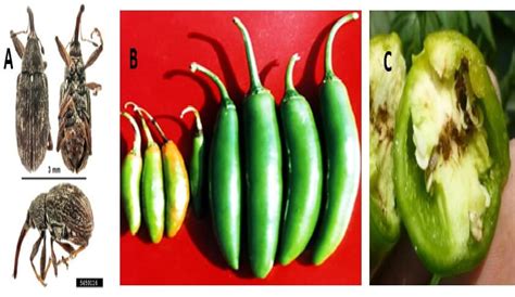 Frutos de chile infestados por picudo, comparados con frutos sanos