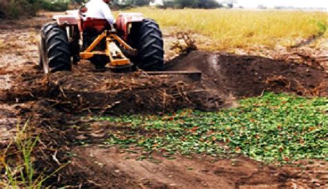 Método de entierro de frutos para reducir poblaciones de picudo del chile