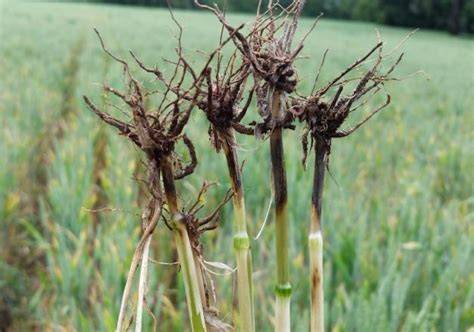 Raíces de trigo afectadas por el mal del pie, mostrando necrosis oscura