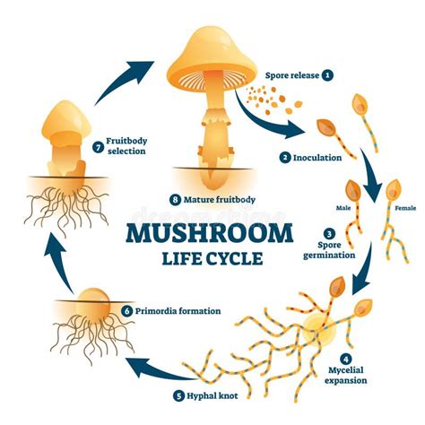 Diagrama del ciclo de vida del hongo Gaeumannomyces graminis