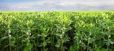 Campo de habas Vicia faba L.