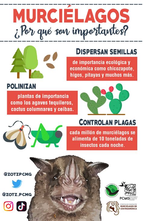 Infografía sobre la importancia de los murciélagos.