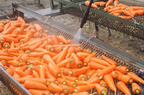 Proceso de rallado de zanahorias para bizcocho