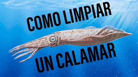 Infografía sobre cómo limpiar un calamar