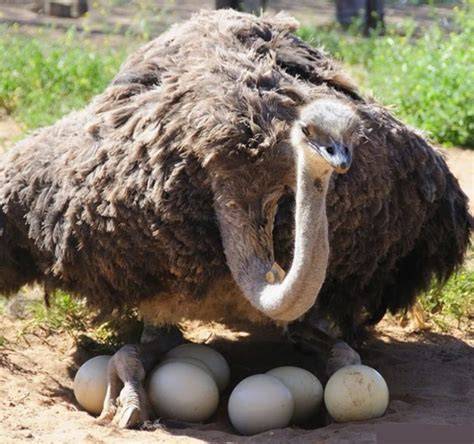 Nido de avestruz con huevos
