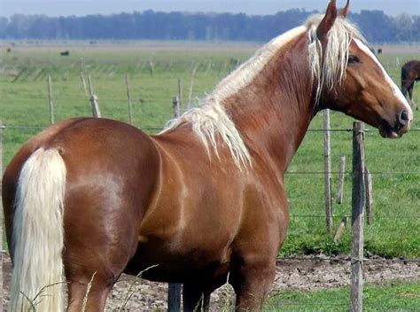 Caballo tostado con crines claras