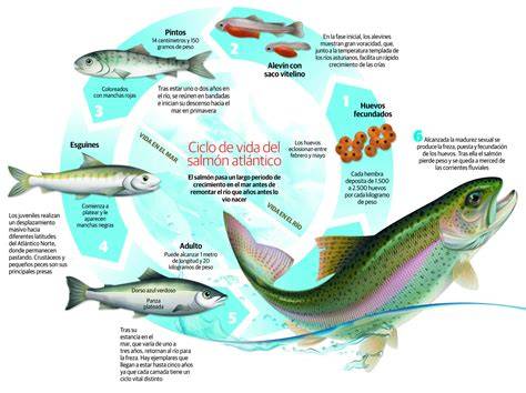 Diagrama del ciclo de vida del salmón en acuicultura