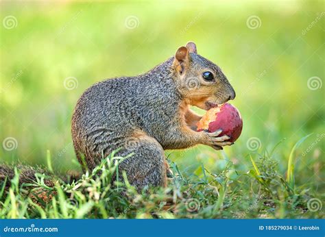 Ardilla comiendo pera en el jardín